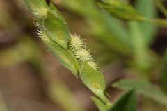 Zornia gibbosa